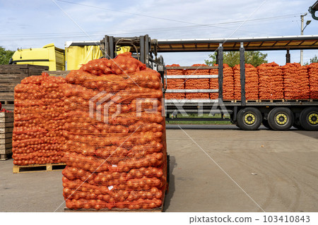 Forklift Loading Mesh Bags of Fresh Onion into the Truck for Distribution To Market - Onion Harvest Campaign  103410843