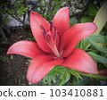 紅百合 103410881