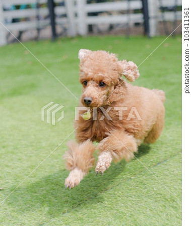 在草坪上奔跑的玩具貴賓犬 103411361