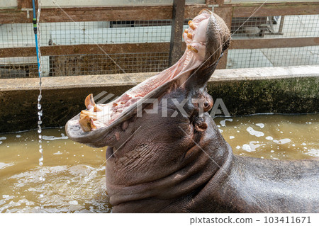 Photo of a powerful hippopotamus 103411671
