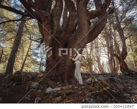 woman enjoys nature, beautiful forest in mountains woman enjoys nature, beautiful forest in mountains 103411847