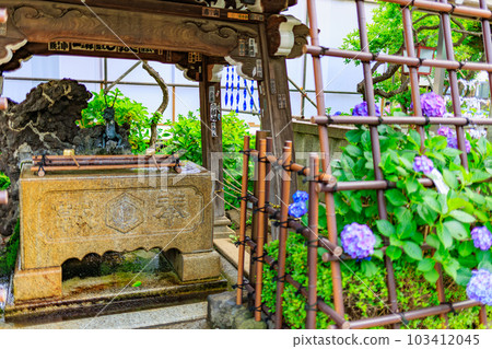 Hydrangea at Hakusan Shrine in Bunkyo Ward, Tokyo 103412045