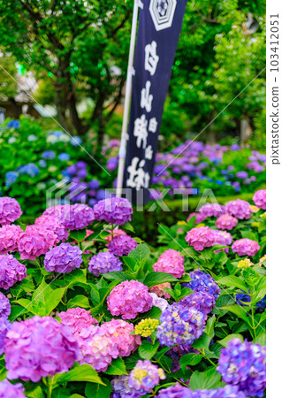 東京文京區白山神社的繡球花 103412051