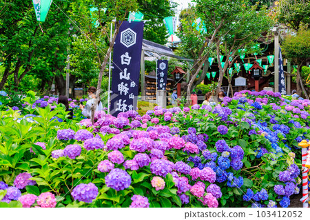 東京文京區白山神社的繡球花 103412052