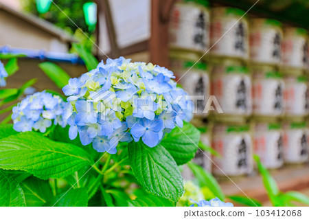 東京文京區白山神社的繡球花 東京文京區白山神社的繡球花 103412068