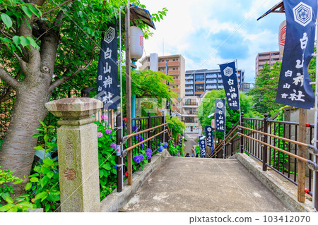東京文京區白山神社的繡球花 103412070