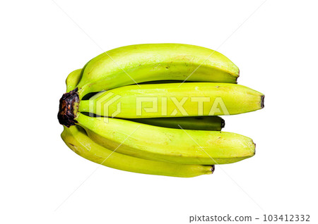 Banana called guineo or bocadillo (Musa acuminata). Isolated on white background. Banana called guineo or bocadillo (Musa acuminata). Isolated on white background. 103412332