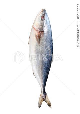 Raw Japanese yellowtail. Fresh Fish Amberjack. Isolated on white background. Raw Japanese yellowtail. Fresh Fish Amberjack. Isolated on white background. 103413363