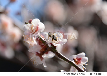 Plum blossoms and bees bathing in sunlight 103414049