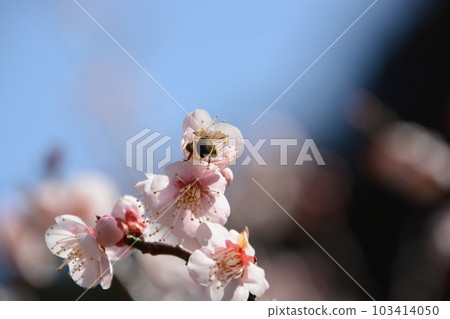 A bee in a plum blossom hides its head and does not hide its bottom 103414050