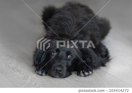 Black dog puppy portrait lying down on the floor Black dog puppy portrait lying down on the floor 103414272