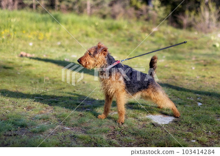 Welsh terrier outdoors side portrait Welsh terrier outdoors side portrait 103414284