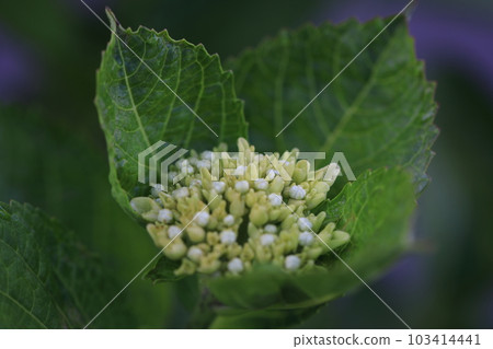 Hydrangea 1050 Hydrangea 1050 103414441