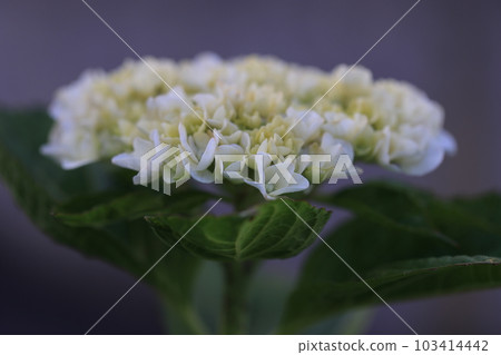 Hydrangea 1051 Hydrangea 1051 103414442