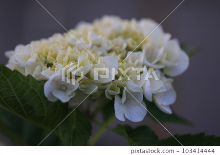 繡球1052 繡球1052 103414444