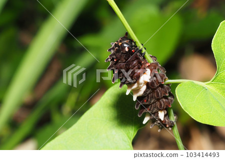 Larvae of the musk 103414493