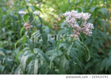 Brown eyedrybana Brown eyedrybana 103414741