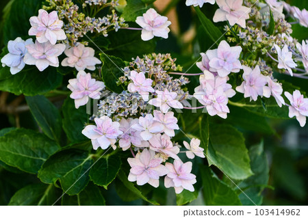 Hydrangea 103414962