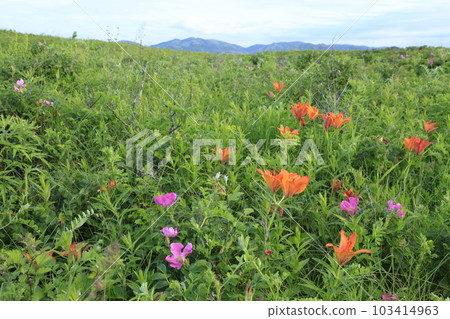 Lake Saroma Wakka Primeval Flower Garden Lake Saroma Wakka Primeval Flower Garden 103414963