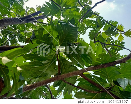 Close up of breadfruit plant  103415397