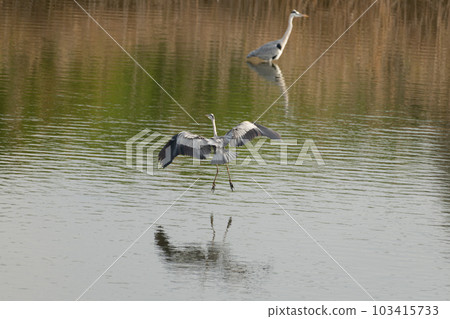 飛Aoshagi 103415733