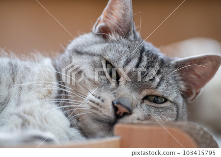 Relaxing cat, Sabatra cat Relaxing cat, Sabatra cat 103415795