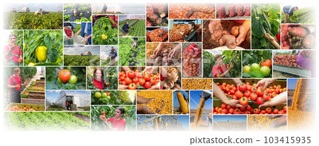 Food Production, Farmers at work and Agricultural Activities - Conceptual Photo Collage Food Production, Farmers at work and Agricultural Activities - Conceptual Photo Collage 103415935