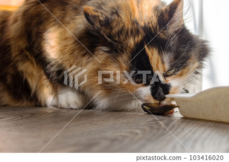 Portrait of ginger cat eating fish closeup 103416020