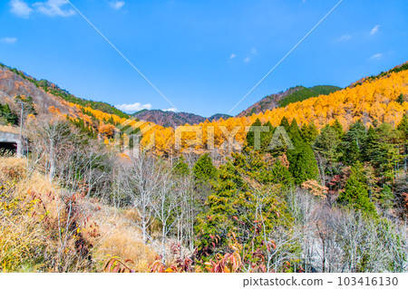 Gifu Hida Seseragi Highway in yellow leaves 103416130