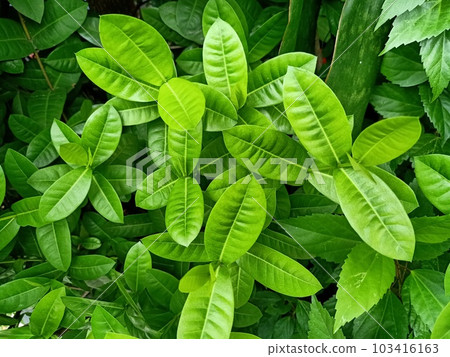 Jungle geranium green leaves texture background  103416163