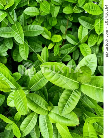 Jungle geranium green leaves texture background  103416164