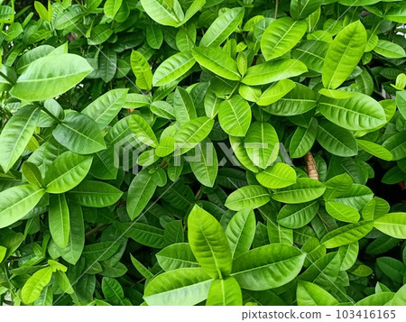 Jungle geranium green leaves texture background  103416165