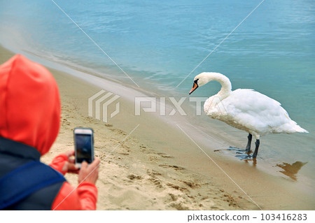 White swan near the water poses for a young woman filming on a smart phone White swan near the water poses for a young woman filming on a smart phone 103416283