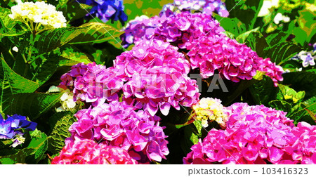 六月的繡球花 103416323