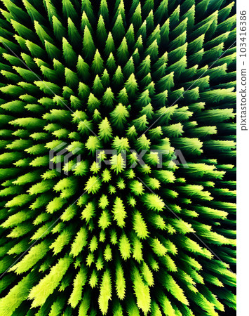 3D coniferous forest with birdseye neutral view. 103416386