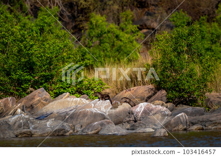 Smooth coated otter or Lutrogale perspicillata vulnerable animal species of Mustelidae family pair playful on big rocks near river shore in natural scenic green background at forest of central india 103416457