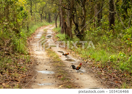 male Red junglefowl or Gallus gallus wild bird on natural green scenic road or safari track after rain in pilibhit national park uttar pradesh india asia 103416466