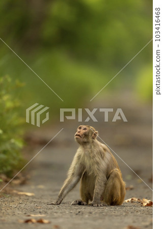 Rhesus macaque or Macaca mulatta monkey with expression looking at sky and blocking road or track at chuka ecotourism safari or pilibhit national park terai forest reserve uttar pradesh india asia Rhesus macaque or Macaca mulatta monkey with expression looking at sky and blocking road or track at chuka ecotourism safari or pilibhit national park terai forest reserve uttar pradesh india asia 103416468