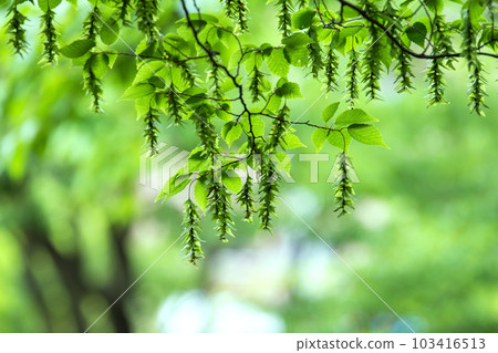 Yokohama cityscape in Japan Mysterious sight. A big change in the "early summer" forest where the fresh green is dazzling ... = May 31, Yokohama city Yokohama cityscape in Japan Mysterious sight. A big change in the "early summer" forest where the fresh green is dazzling ... = May 31, Yokohama city 103416513
