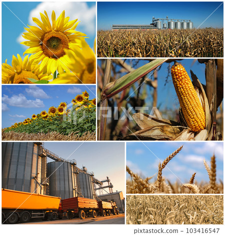 Agricultural Crops  in Cultivated Agricultural Field Ready to be Harvested and Stored in Agricultural Grain Silos - Photo Collage 103416547