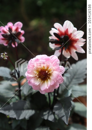 小大麗花嗡嗡聲青銅 Tresola 103416586