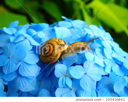 Hydrangea flowers and snails 103416641
