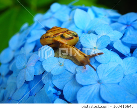 A snail burying its face in a hydrangea flower A snail burying its face in a hydrangea flower 103416643