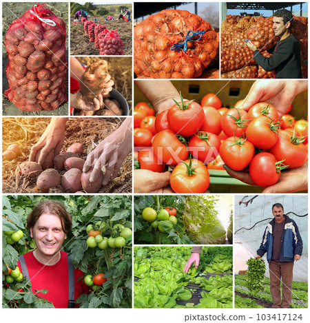 Vegetable Growers and Organic Vegetable Production - Food Production Collage Vegetable Growers and Organic Vegetable Production - Food Production Collage 103417124