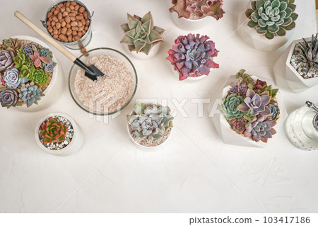 Home gardener transplanting succulent plant in ceramic pots on a table Home gardener transplanting succulent plant in ceramic pots on a table 103417186