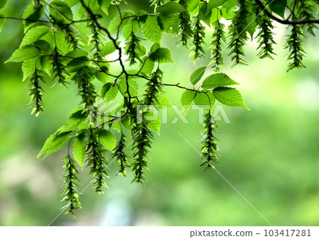 日本橫濱市景 神秘的景象。新鮮的綠色令人眼花繚亂的“初夏”森林發生了巨大變化...... = 5月31日，橫濱市 103417281