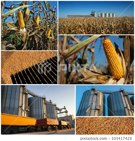 Corn Growing, Harvesting and Storage - Collage Corn Growing, Harvesting and Storage - Collage 103417428