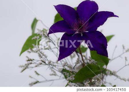 鐵線蓮 Purple Tessen Flower Cut Flower May 103417450