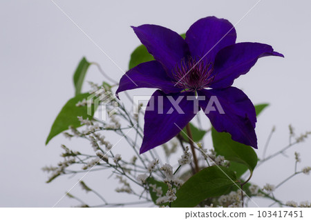 鐵線蓮 Purple Tessen Flower Cut Flower May 103417451