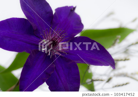 鐵線蓮 Purple Tessen Flower Cut Flower May 103417452